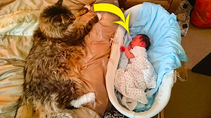 Video 820531: maine coon cat, maine coons born, facts pets, adorable pets