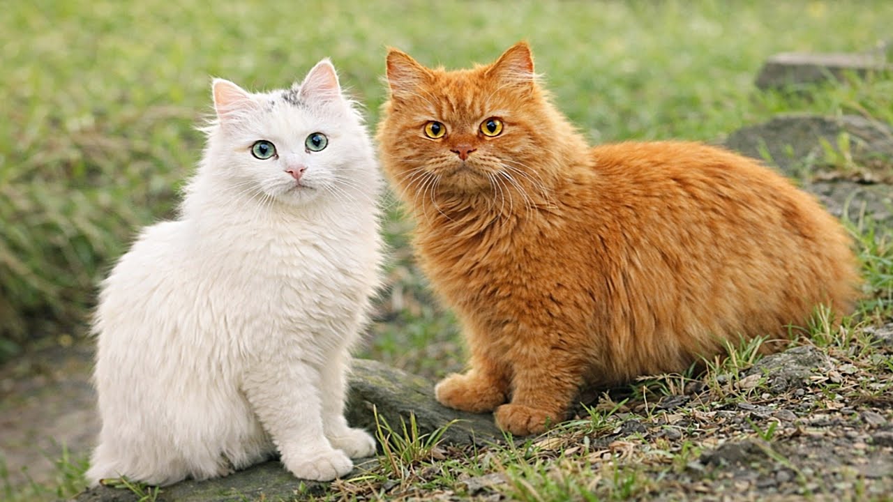 Cat Running Freely Across the Open Field 🐱🌾 | Pure Joy in Nature