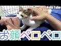 「子猫 保護」一ヶ月でこの甘えっぷり！野良だった子猫が顔をペロペロ、甘噛みカミカミでびっくり！