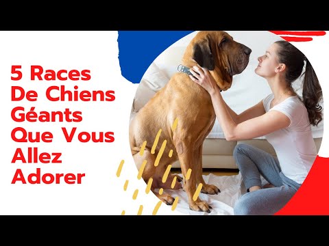 Vidéo: Cinq races de chiens géants que vous allez aimer