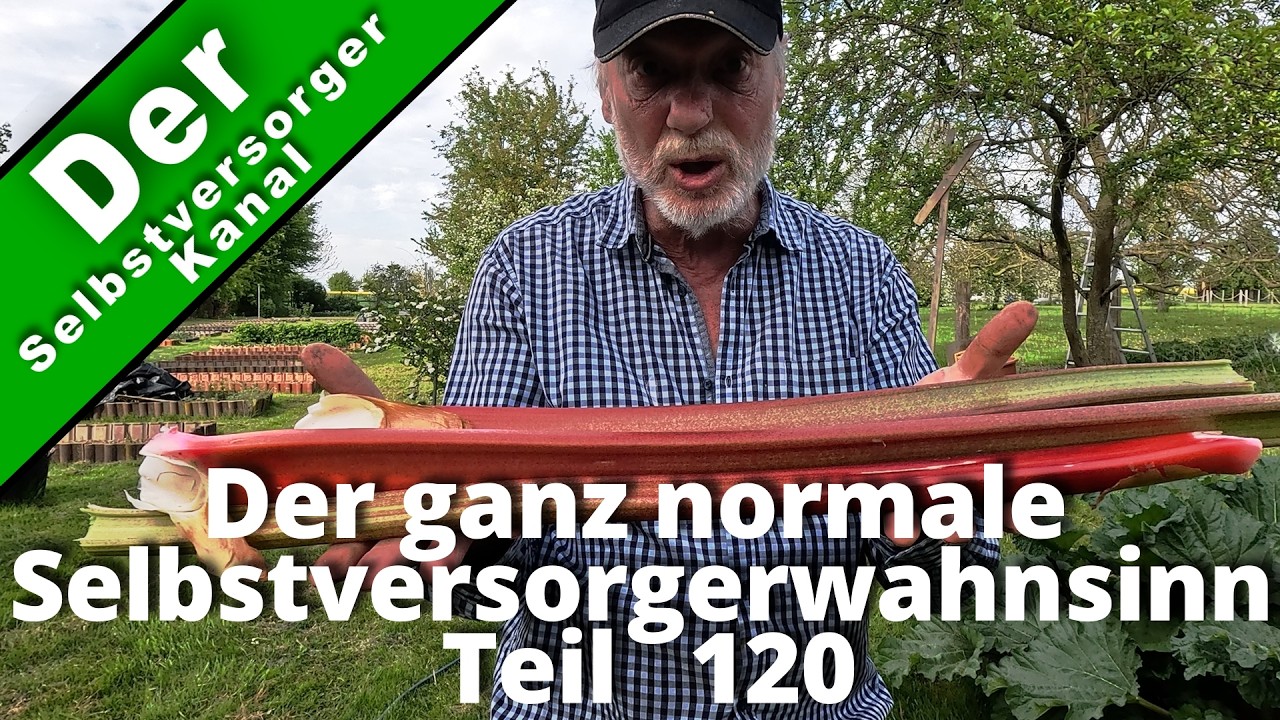Mangold  Anzucht und Pflanzung und Test