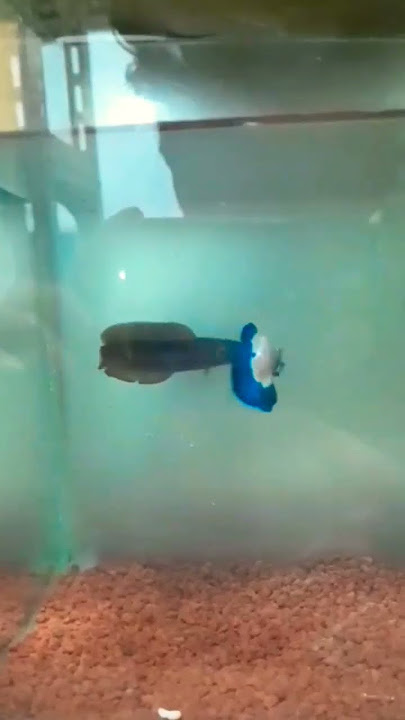 Ikan Cupang VS Ikan Channa #ikanhias #ikancupanghiasindonesia #cupang #bettafish #channa #shorts