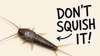 Why Silverfish Are Targeting Your Bathroom (And What They Eat)