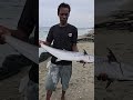 Catching Big Mackerel #fishing #fish #netfish