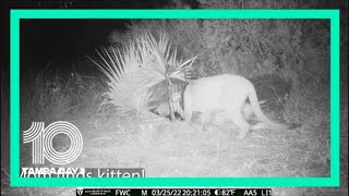 Florida panther reunites with her lost kitten