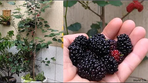 Como cultivar pé de amora no vaso?
