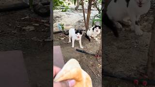 Cat Very hungry | Mia Mia | MiaMia | Mia3Mia