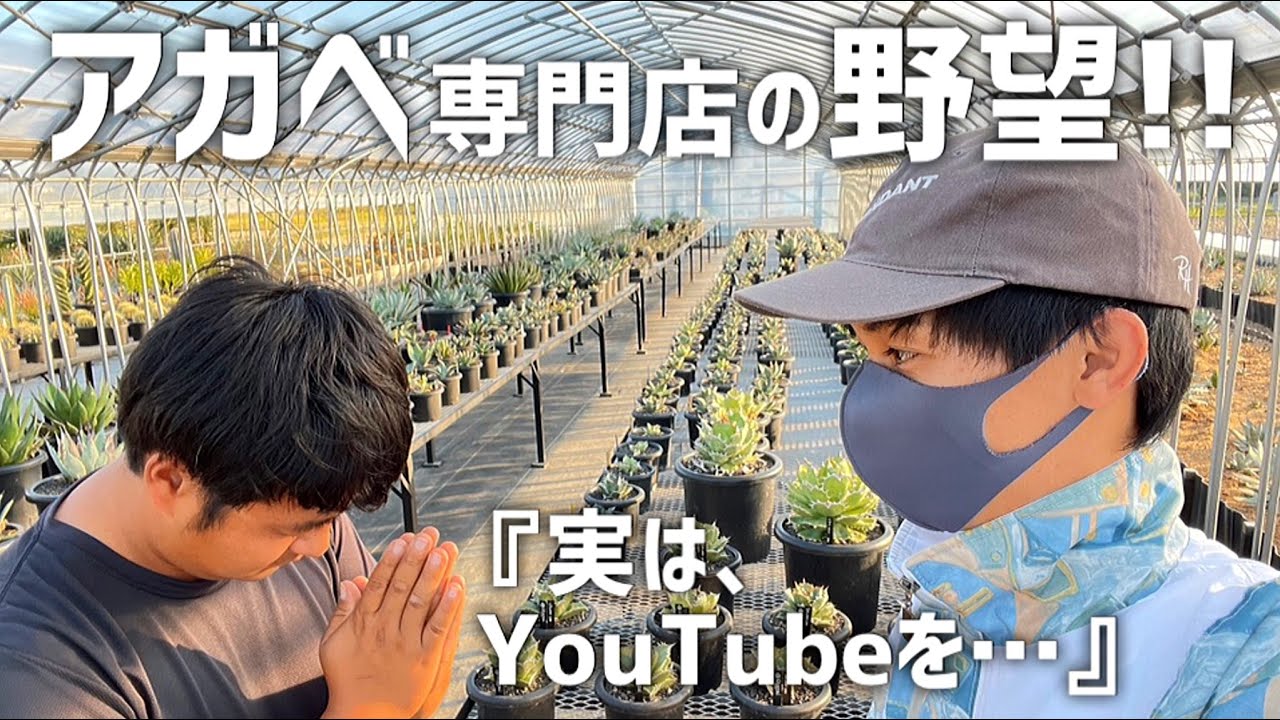 アガベ専門店の公式アンバサダーに就任しました!!【T Plants Labo