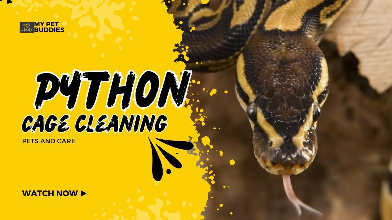 Python cage cleaning - YouTube
