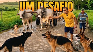 Controlando 3 Pastores Alemães no CAOS do sítio! 😳