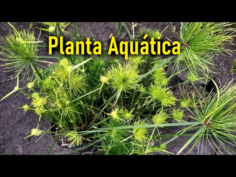 Vídeo: 8 Maneres Efectives De Purificar L'aigua