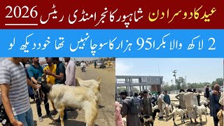 Eid Ka Dosra Din Aur Bakron Ka Rate | Shahpur Kanjra Mandi | Bakra Rates 2026 | Shahpur Kanjra Rates