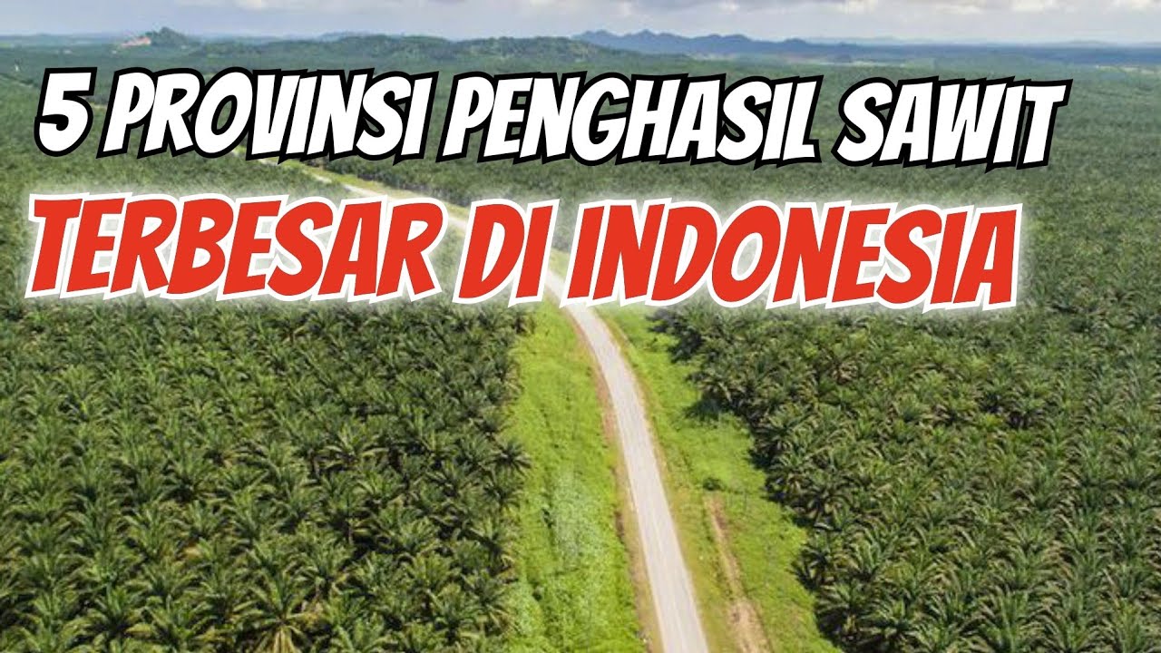 5 PROVINSI PENGHASIL SAWIT TERBESAR DI INDONESIA