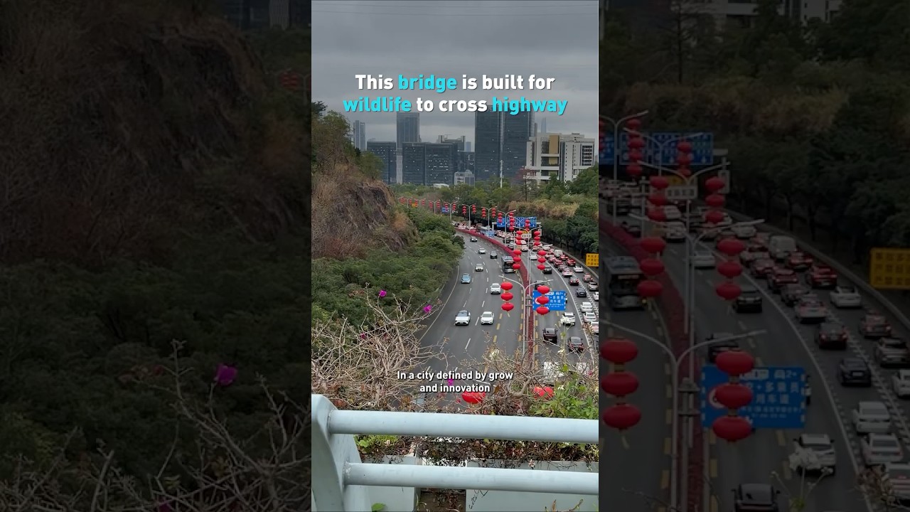 This bridge is built for wildlife to cross highway