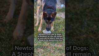 German Shepherd's law. #workingdogs #gsds #funnyshort #funnydogs #dogmom #dogshorts screenshot 5