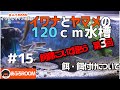 飼育について語ろう　第３回「飼育環境・設備について」【イワナとヤマメの120ｃｍ水槽】＃１5【120cm aquarium of  IWANA trout and YAMAME trout】