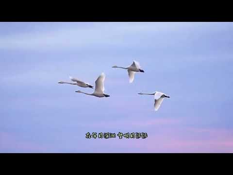 【AI罗大佑】似是故人来 全网首个AI罗大佑首度演绎梅艳芳首唱、钟明秋翻唱的充满中国经典元素的林夕作词，罗大佑作曲的似是故人来。