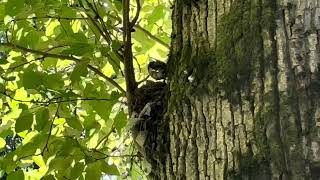 Birds outside | Monika Szucs BCIT