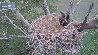 Kansas Bald Eagles 5-25-24. Wichita Trips over Cheyenne for Another Close Call; Cheyenne's Wingers.