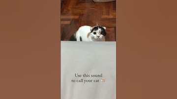 Thumbnail of Use this Sound to Call Your Cat 🐈