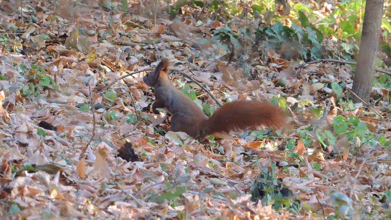Veveriță în grădina botanică din Iași stirile sportive