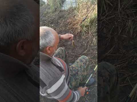 ვიდეო: თეთრ ბასზე თევზაობა ტბებში