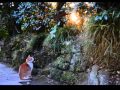 めぐる季節　/  All That Jazz 　ジブリジャズ