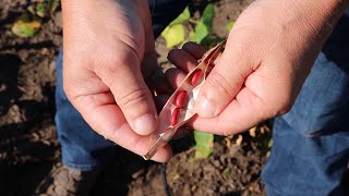 AgweekTV: Drybean Crop Tour - Central MN & ND