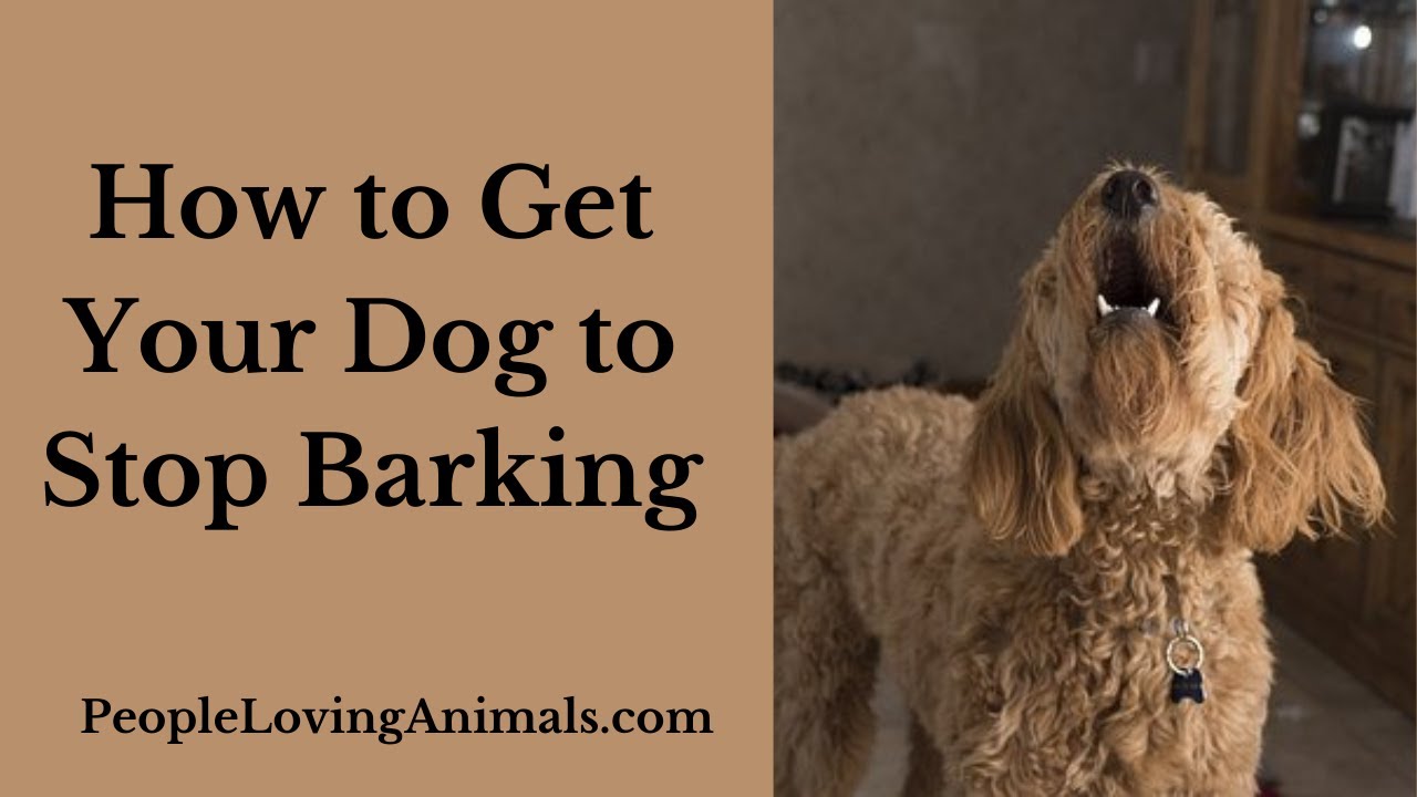 How to Get Your Dog to Stop Barking YouTube