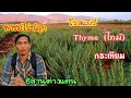 พาชมไร่ปลูก #โรสแมรี่ #ไทม์(Thyme) #กระเทียม