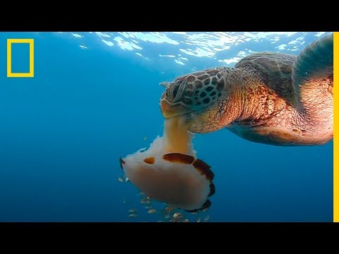 Video: ¿Las tortugas bobas comen medusas?