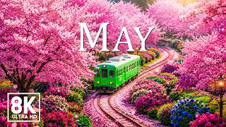Spring in May 8K 🌸 Blossom Railway 2026 | Enchanted Gardens & Soft Sunrise Glow (Ultra HD) screenshot 2