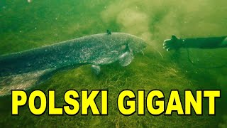 NURKOWANIE 20,04,2024 POLSKI GIGANT (Wielki sum na naszej drodze)