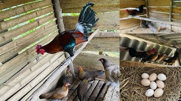 Gà Rừng Mời Anh Em Cùng Xem Gà Của Kênh Núi Rừng TV Official