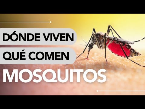 Dónde VIVEN y QUÉ COMEN los MOSQUITOS hqdefault