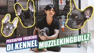 PERSIAPAN FRENCHIE DI KENNEL MUZZLEKINGBULLZ by Nextpets Channel 1,447 views 2 years ago 8 minutes, 7 seconds