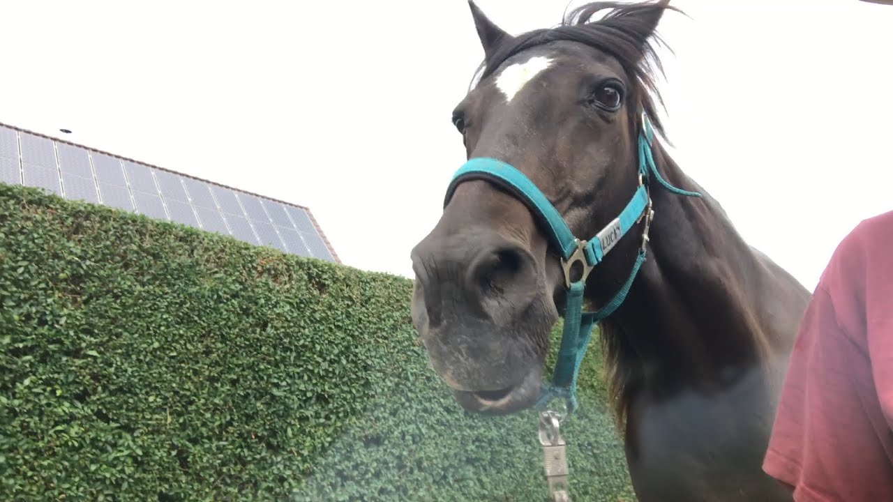 イケメン元競走馬の笑顔写真集 🐴🤩📸 - YouTube