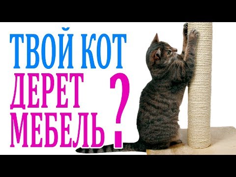 КАК ОТУЧИТЬ кота драть мебель и ПРИУЧИТЬ к когтеточке.