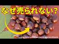 最も美味しい栗がスーパーに並ばない理由【アメリカグリ】【解説動画】