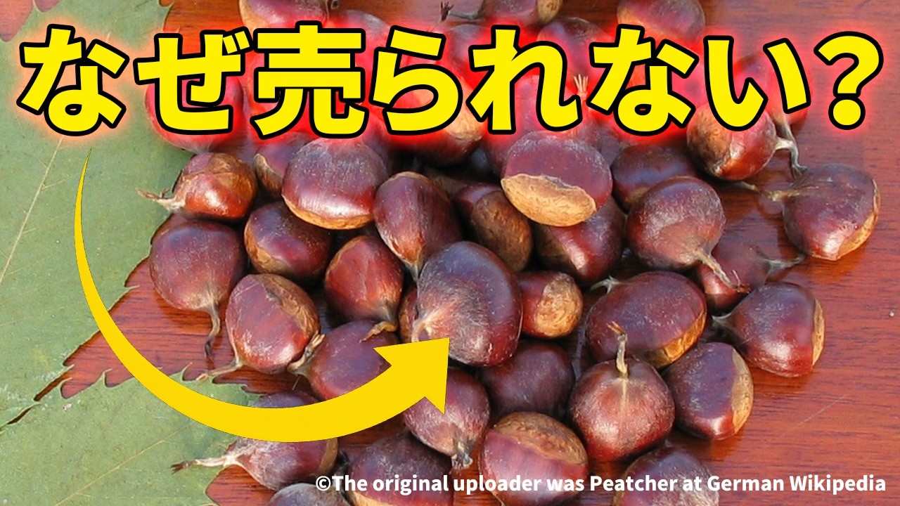 最も美味しい栗がスーパーに並ばない理由【アメリカグリ】【解説動画】