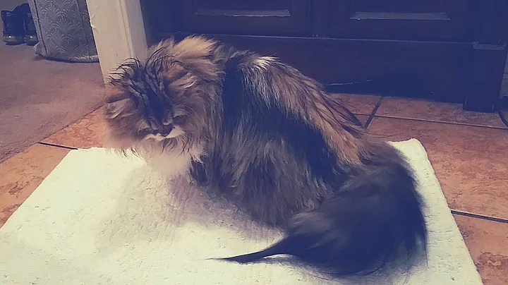 Video 11898431: munchkin cat, cat chasing, funny cat