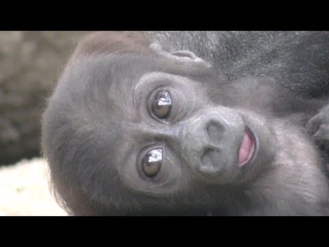 【京都市動物園】ゴリラの赤ちゃん、ゲンタロウが近い　Gorilla baby, Gentaro is close