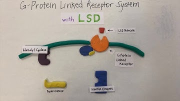 Claymation Bio Project- The Effects of LSD on Cell Communication