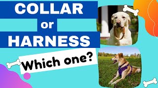 Collar or Harness for Puppies - Which one to pick?