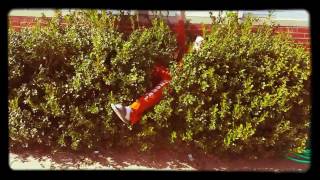 WHY'D HE JUMP IN A BUSH