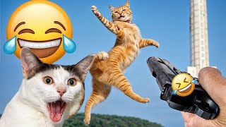 Funniest 2024Cats and  Cucumbers  Awesome Funny Pet Videos Part 7