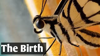 The Birth 🦋 #butterflies #butterfly #naturelover #butterfliesofPakistan #insects_of_our_world by Cloud Event Management 1,976 views 8 months ago 3 minutes, 9 seconds