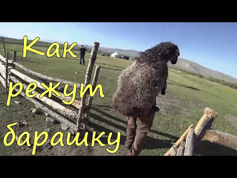 Как режут барашку монгольские казахи. Юрты жайляу.