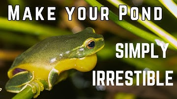 Attract Frogs to Your Pond NOW- 3 top tips!