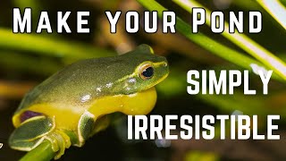 Attract Frogs to Your Pond NOW- 3 top tips! Information
